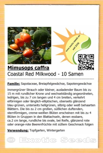 Mimusops caffra, 10 Samen